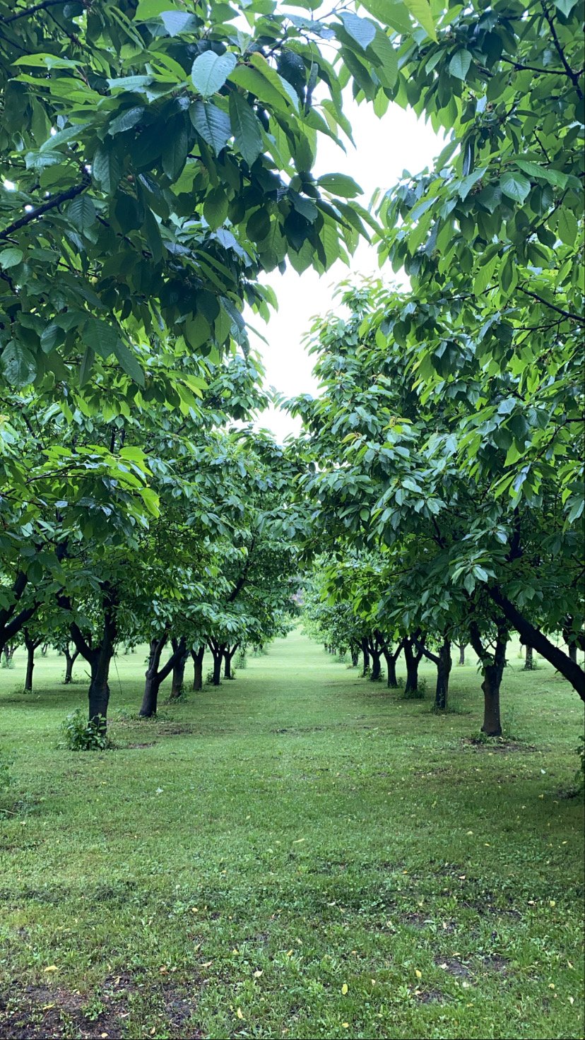 Cherry Farm