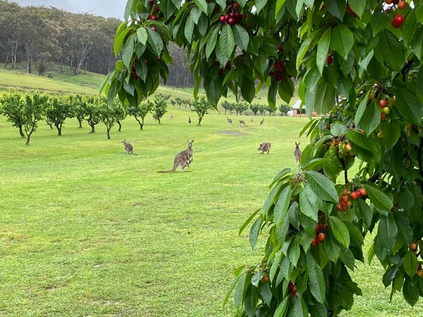 Cherry Farm