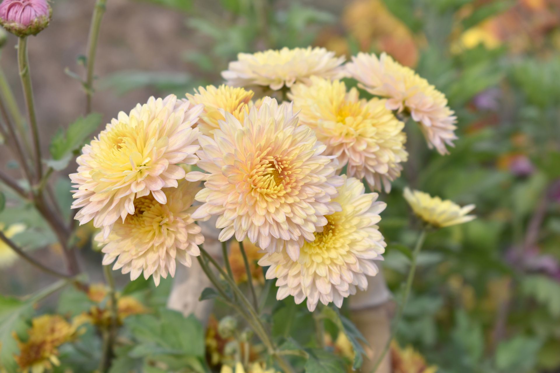 A white flower with a yellow center on a black background