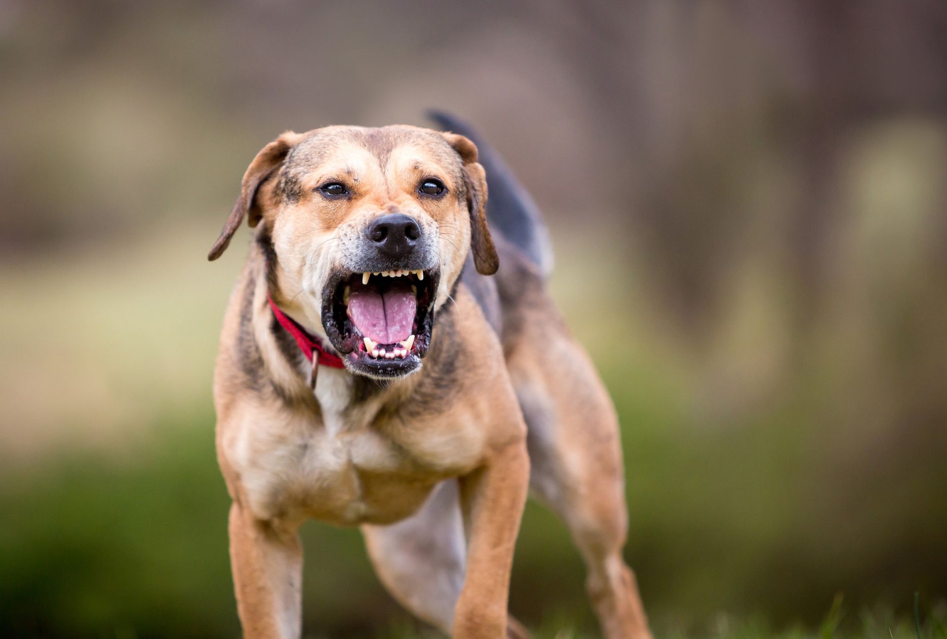 Aggressive tan dog with mouth open, showing teeth, in outdoor setting.