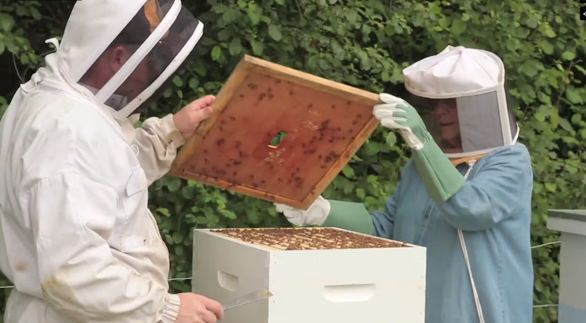 Loomis Village: Bees