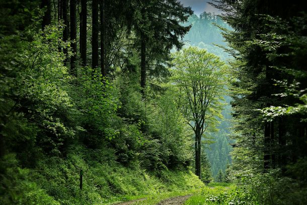 Dense green forest path with tall trees and sunlight filtering through the foliage