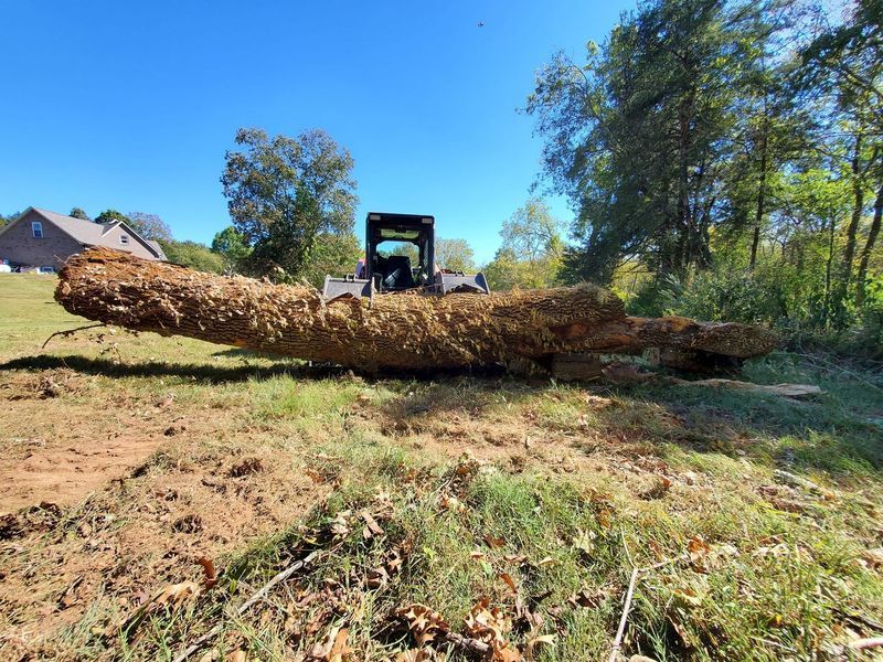 A skid steer loader lifts a large, horizontal tree log in a sunny, grassy field near a house and trees.