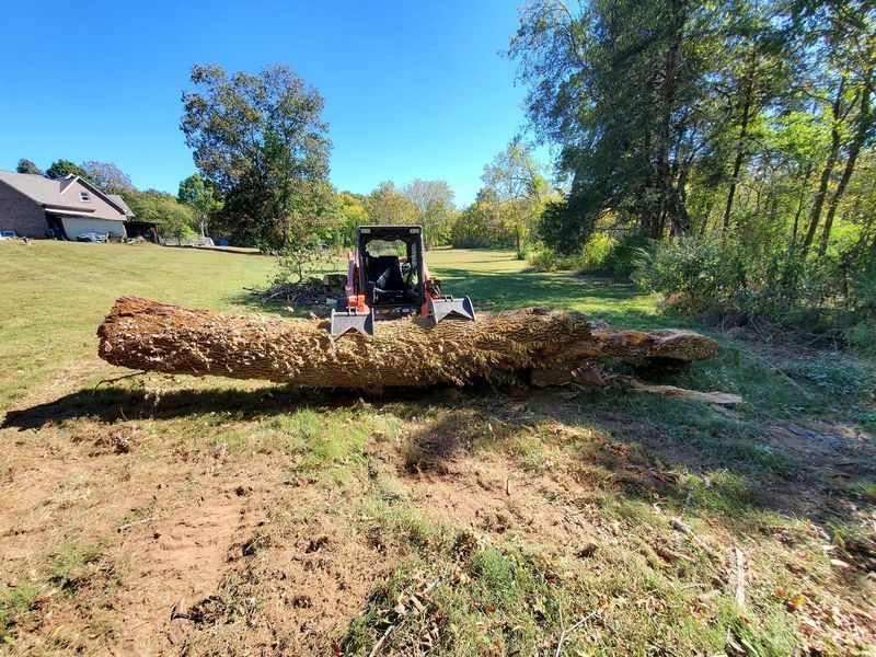 A small orange skid-steer loader lifts a large, rough-barked tree log in a grassy, sunny field.