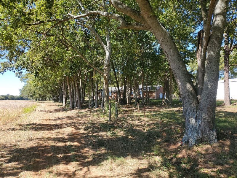 A line of trees stands along a dirt path bordering a field, with a glimpse of a building in the background.
