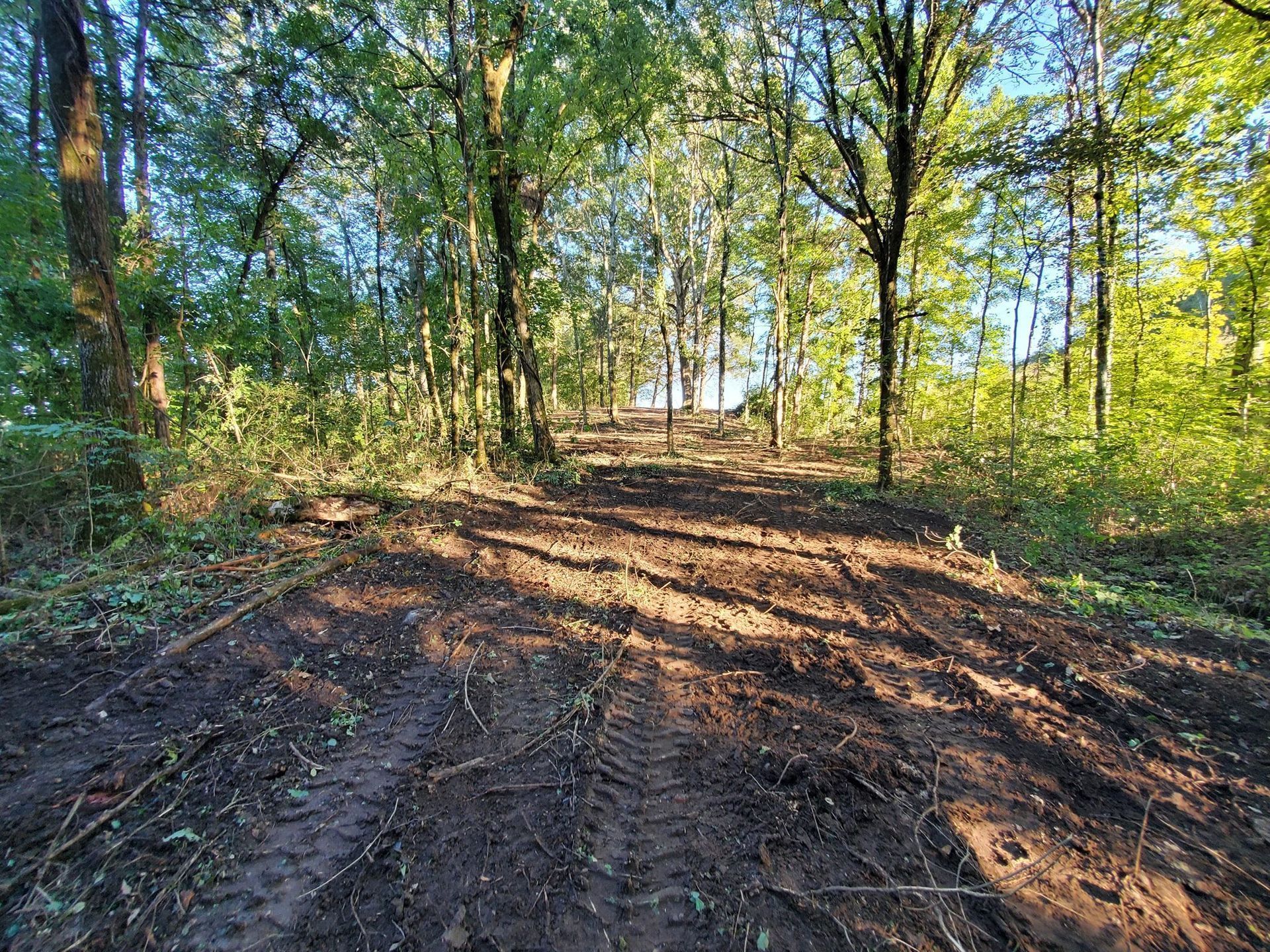 A dirt path with tire tracks leads uphill through a dense, sunlit forest with green trees.