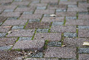 Moss and Mould removal - paver cleaning