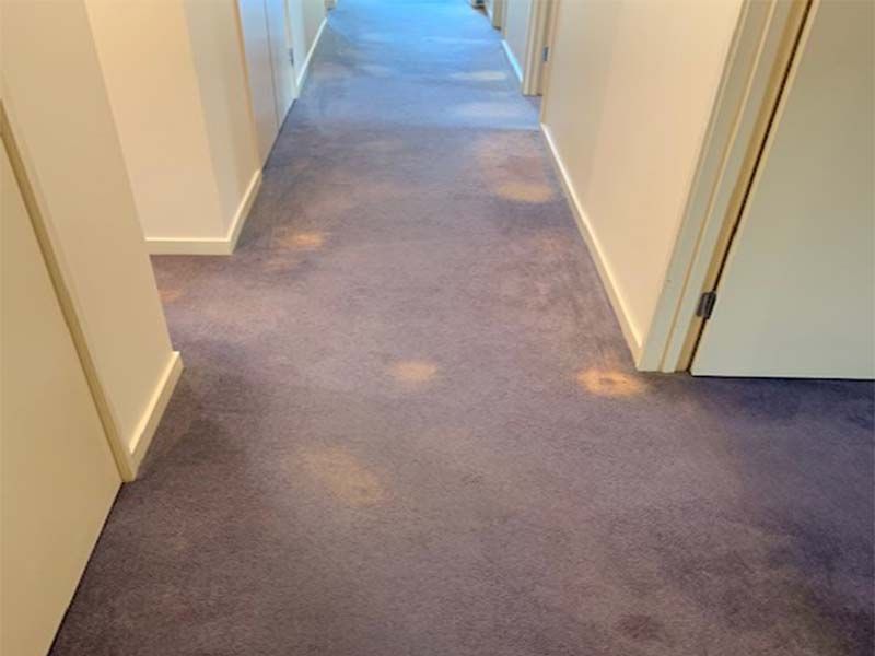 A Hallway With a Purple Carpet and White Walls — The Tile & Stone Specialists in Peregian Beach, QLD