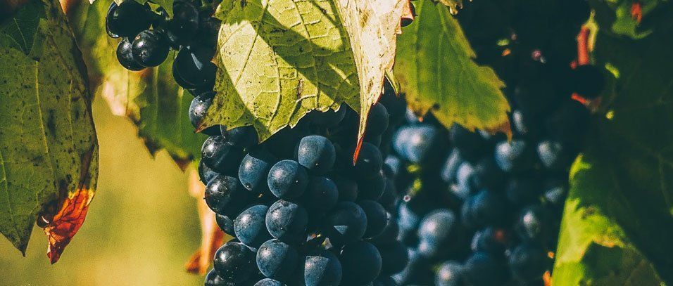 grapevines