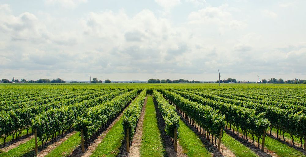 shuswap wineries