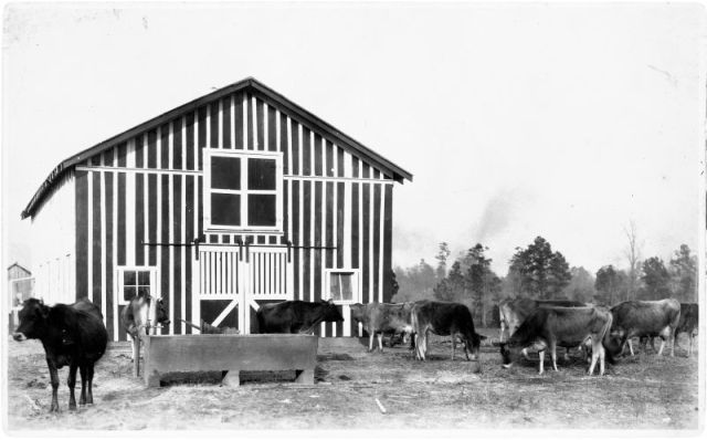 A black and white photo of a barn with cows in front of it