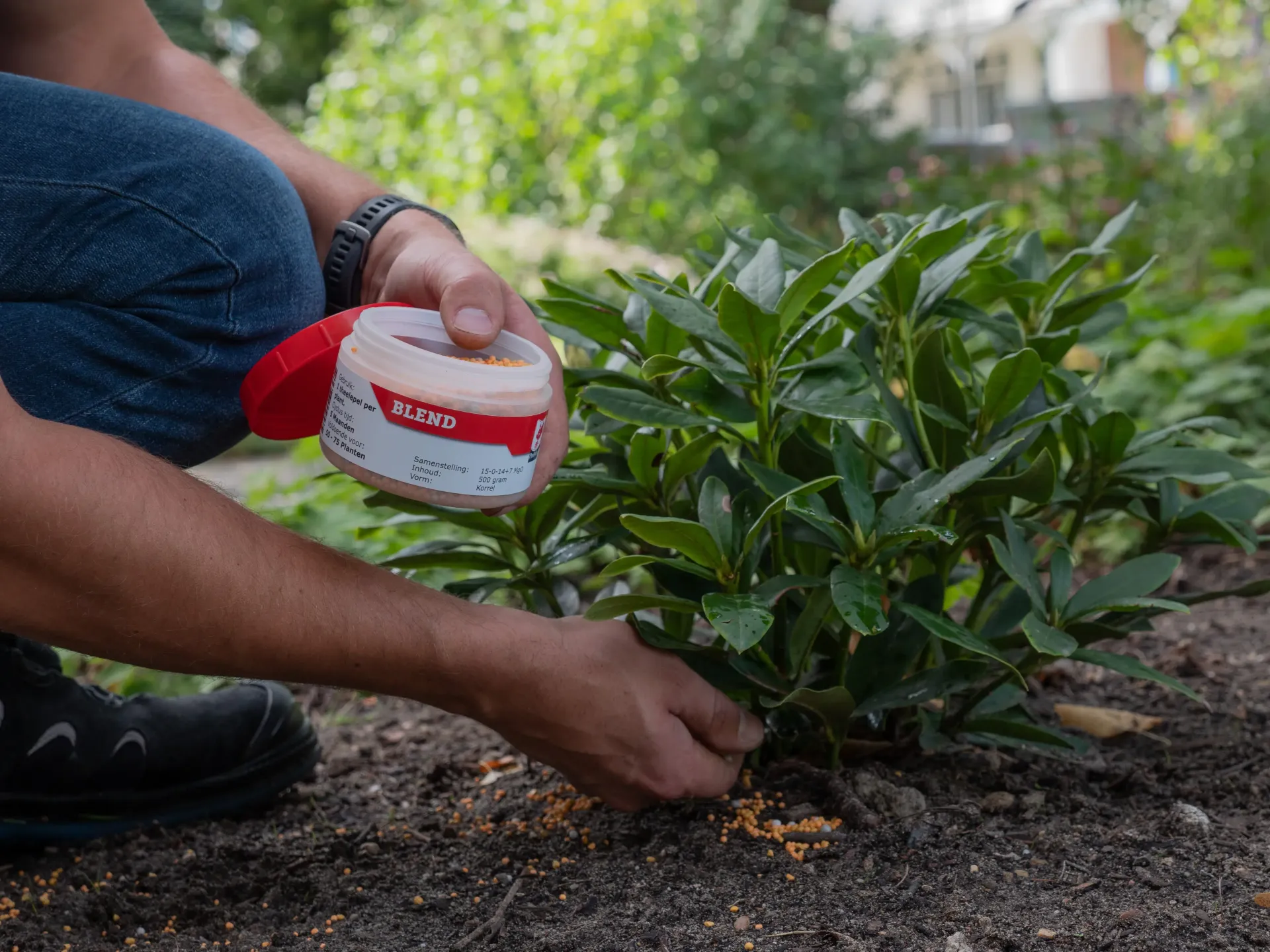 Iemand die tuinmest aanbrengt in de buurt van een groene struik in de tuin.