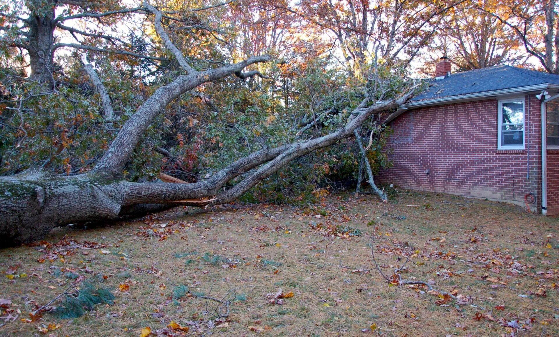 Fallen tree branches stretch across a backyard, beside a red house with a brick wall.