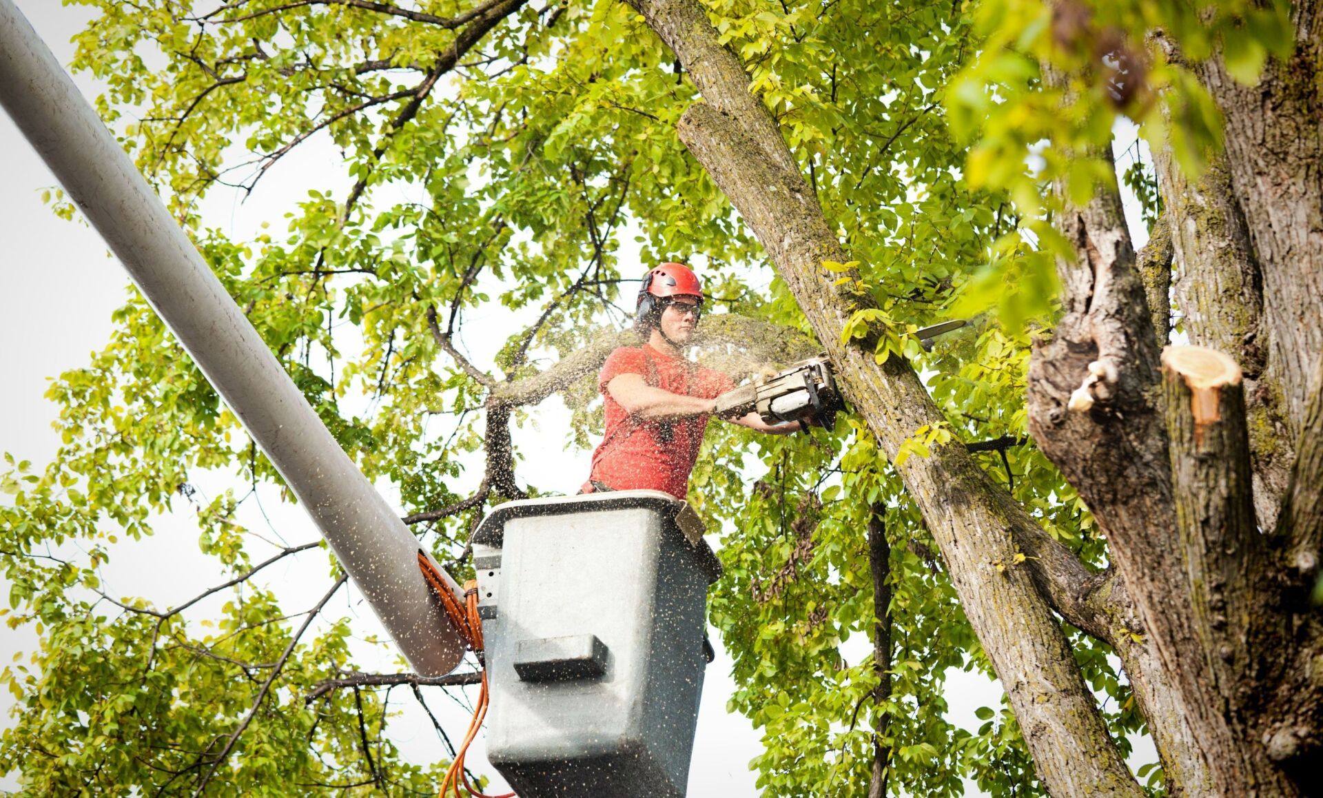 Arborist in a bucket truck using a chainsaw to trim tree branches.