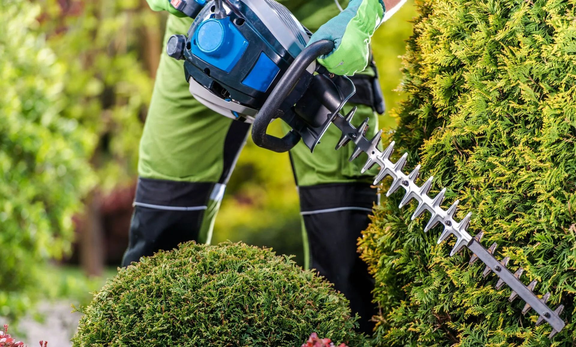 Person in green clothing using hedge trimmer on a shrub in a garden.