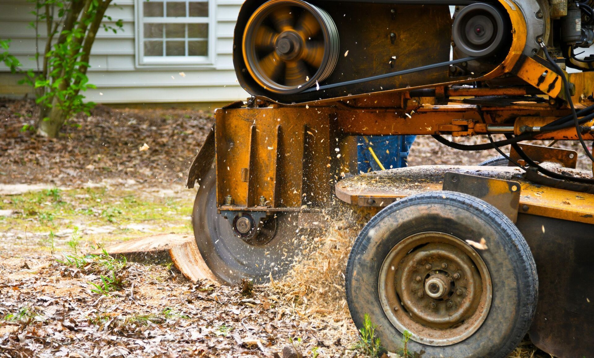 Stump grinder removing tree stump, creating wood chips. Yellow machine with a tire and a white house in the background.