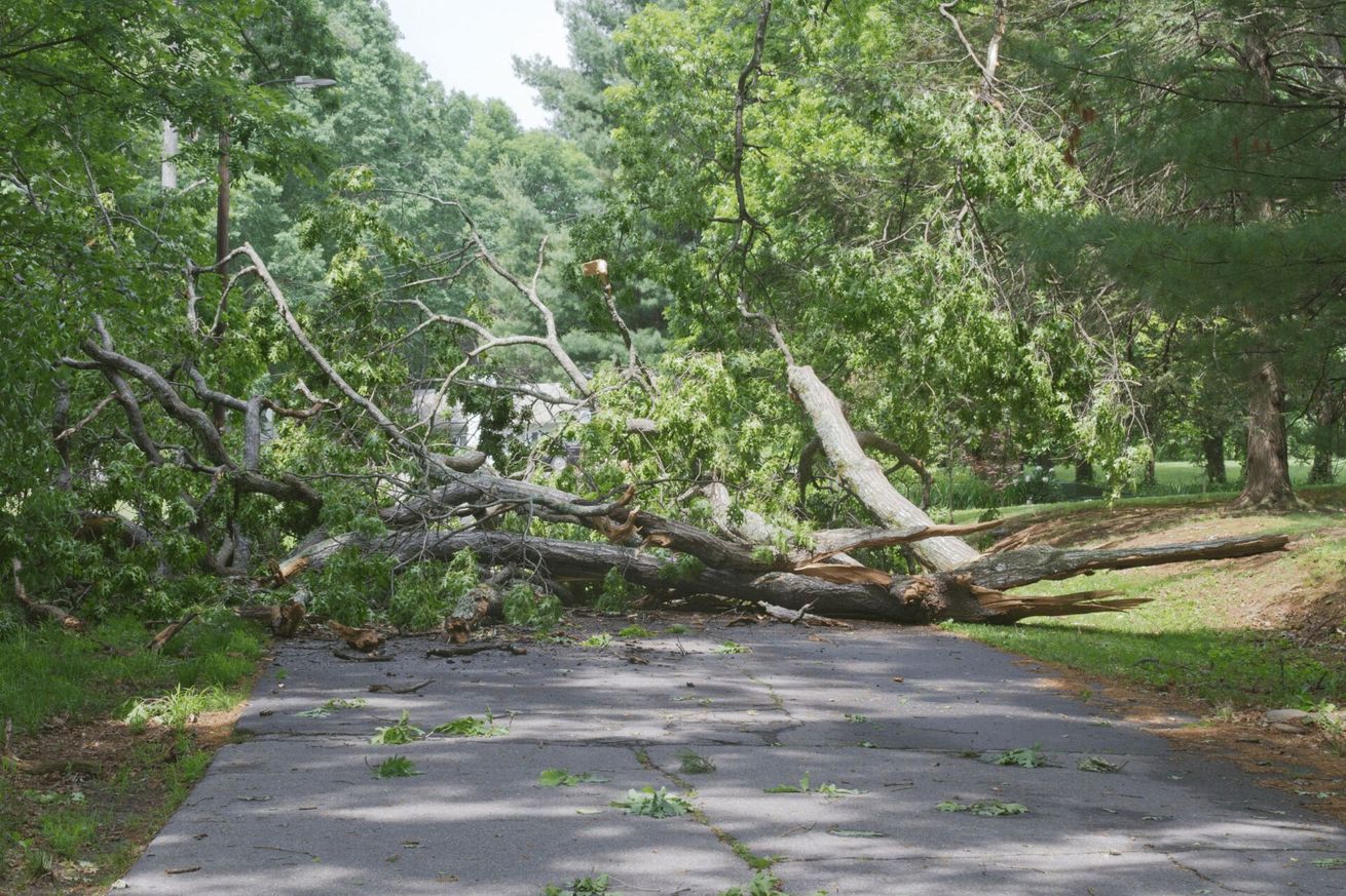 A tree has fallen on the side of a road.