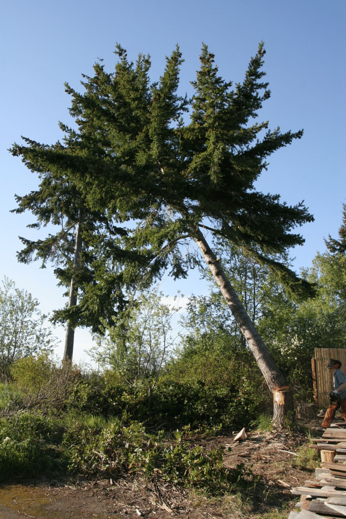 A large pine tree with a blue sky in the background
