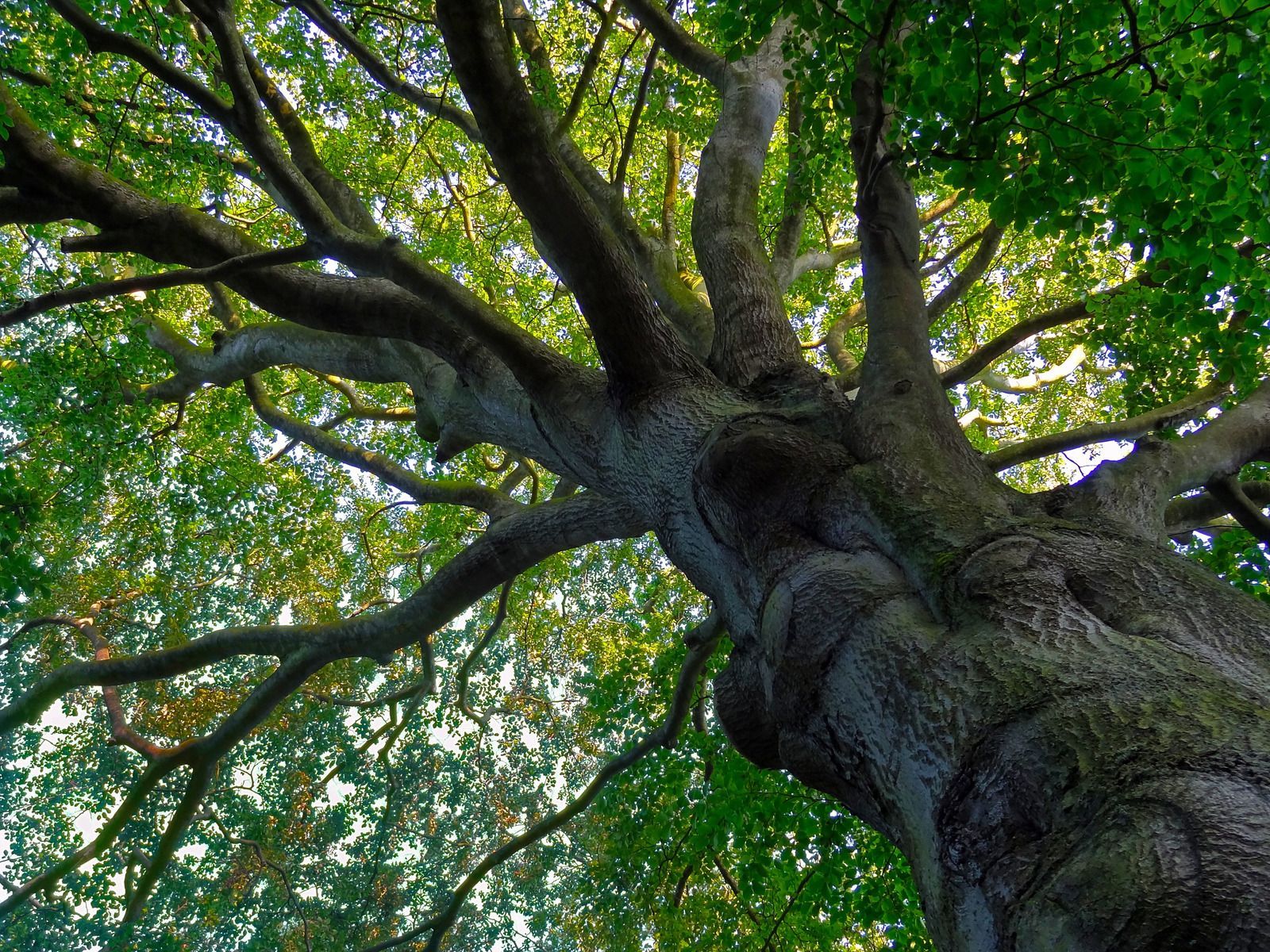 View from below of a large tree with green leaves and thick, textured trunk, reaching towards the sky.