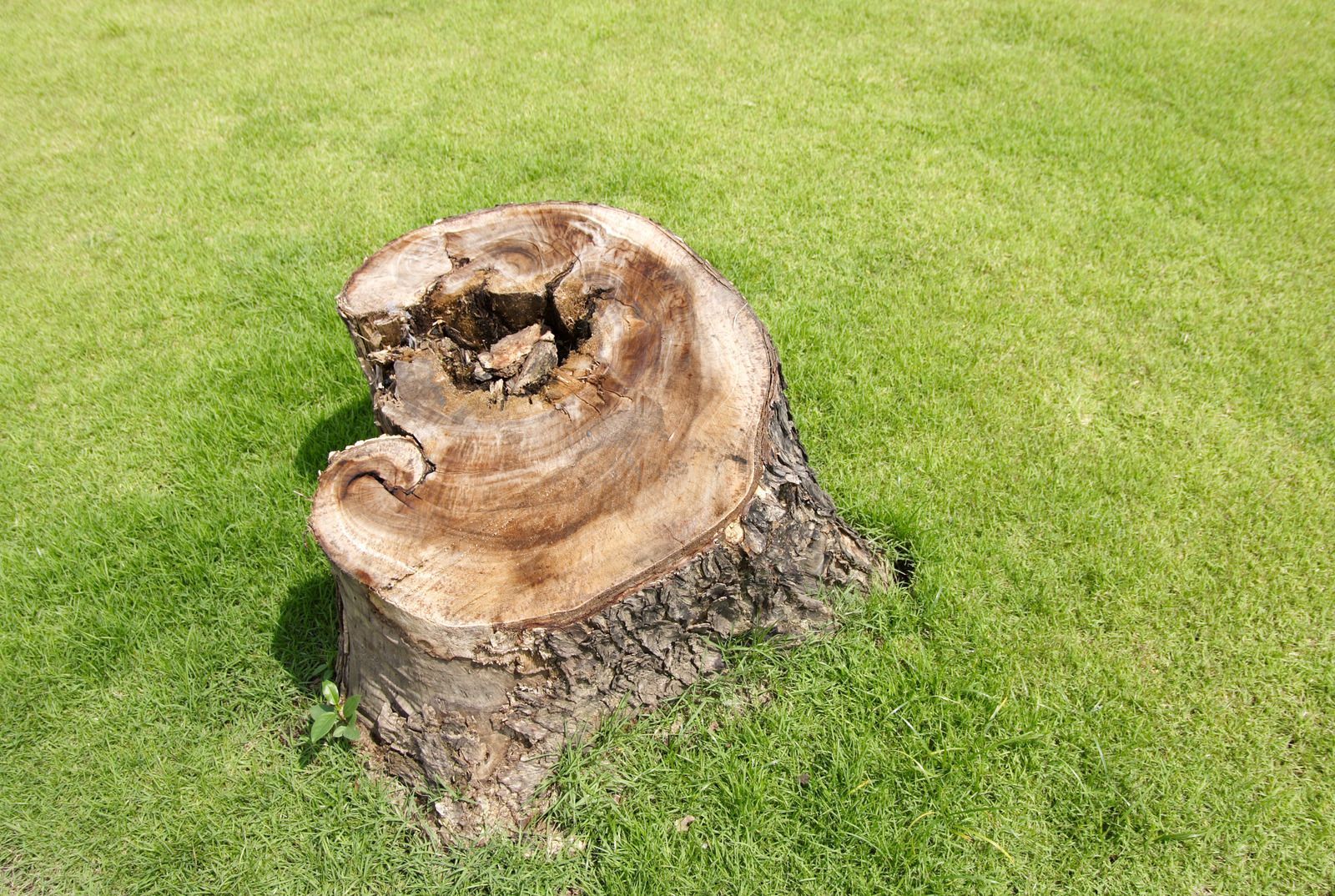 A large tree stump with a carved, curled shape on a grassy lawn.