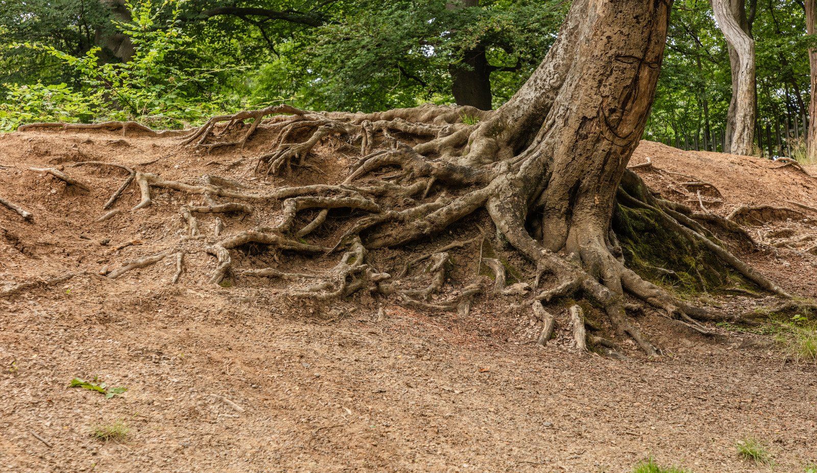 Exposed tree roots on a dirt path in a wooded area.