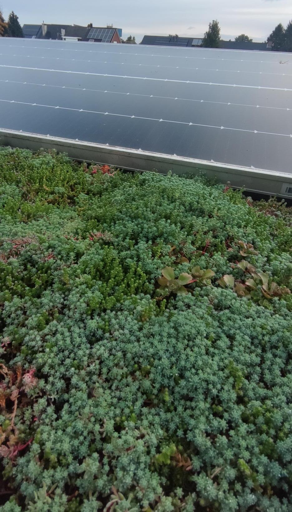 groendak met zonnepanelen, voordelen