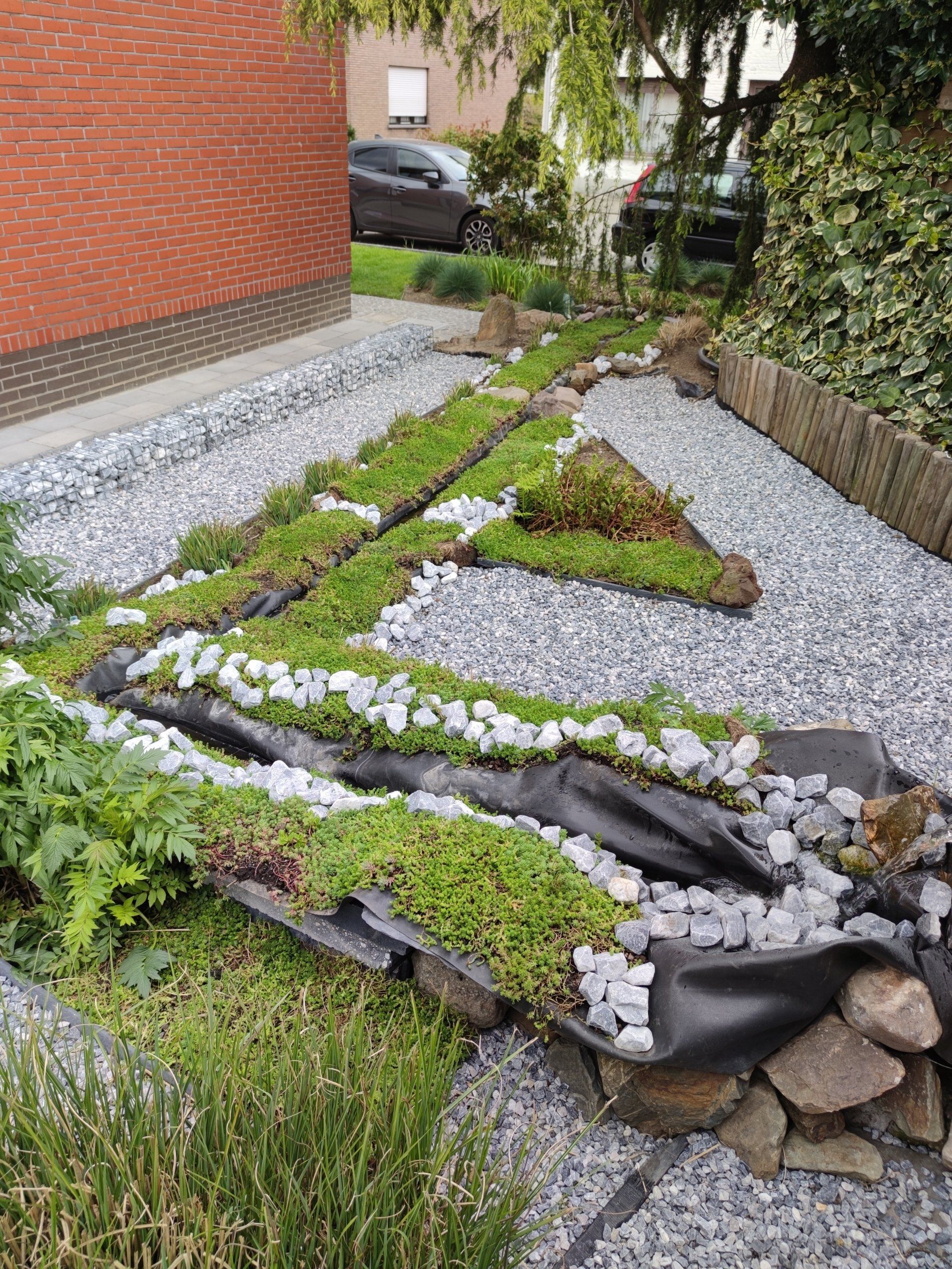 sedum in de tuin