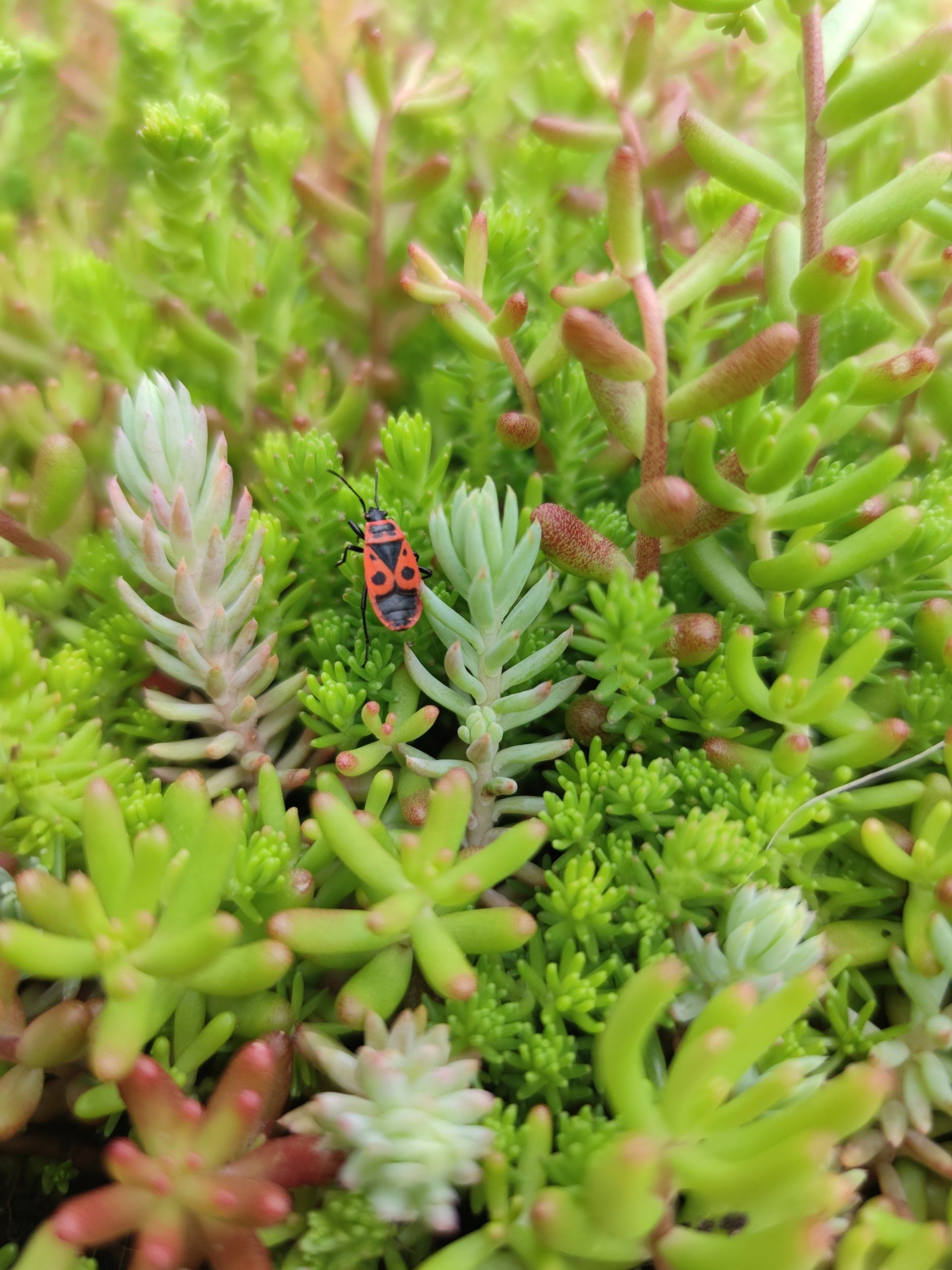 Sedum voor groendak