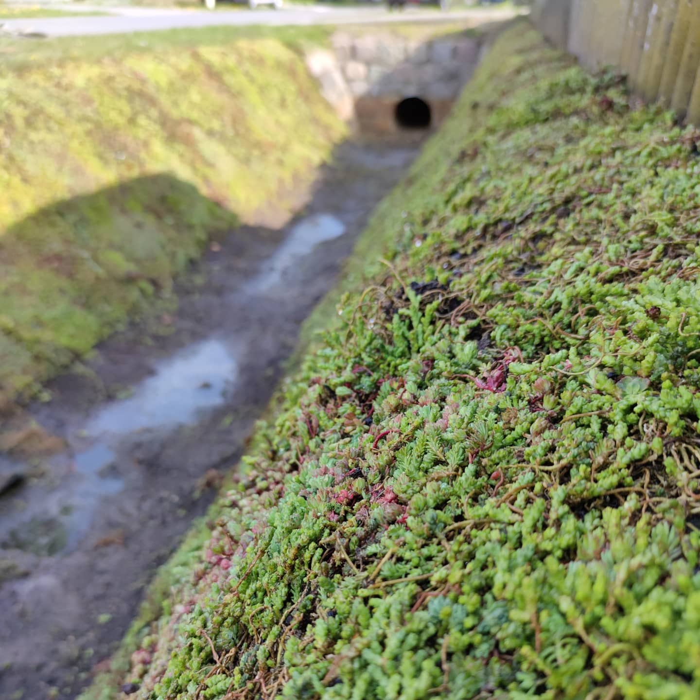 gracht met sedum