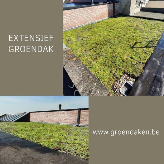 sedum groendak
