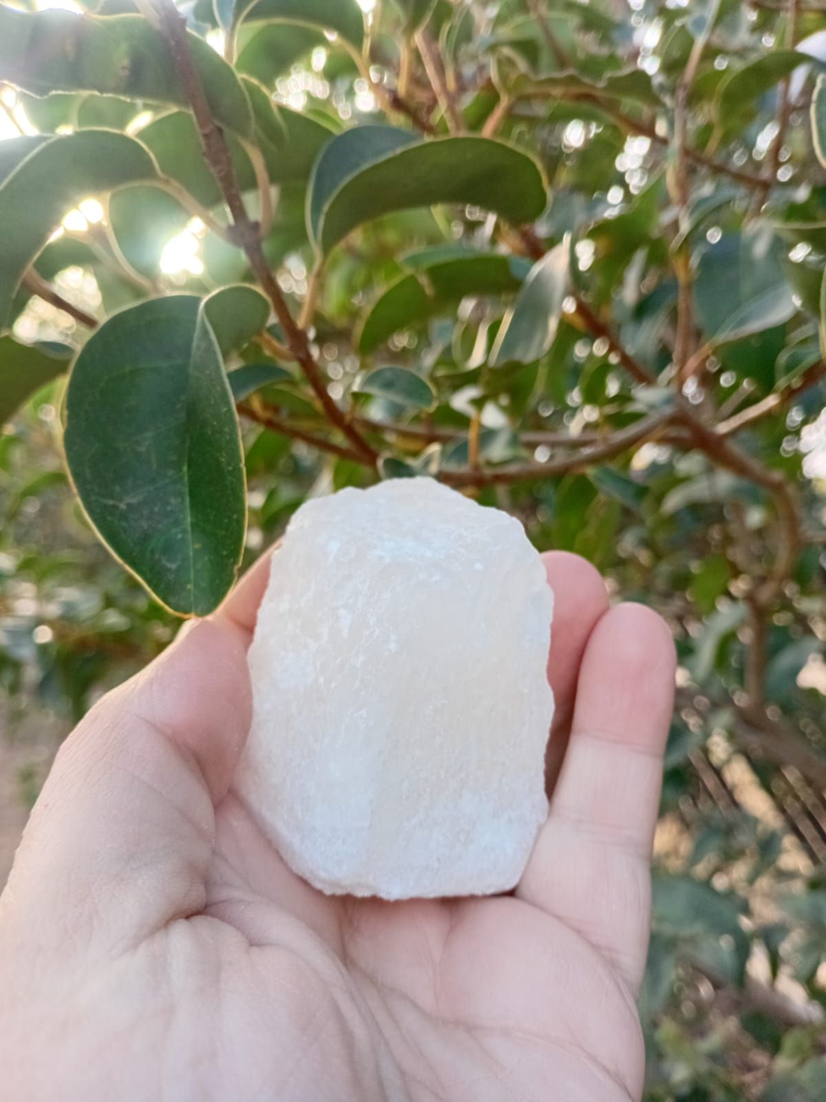 Una mano sostiene un granizo blanco frente a hojas y ramas verdes.