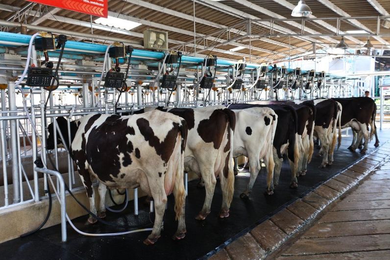 cattle in dairy
