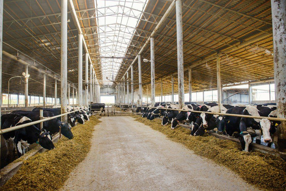 various cows in a dairy farm stables