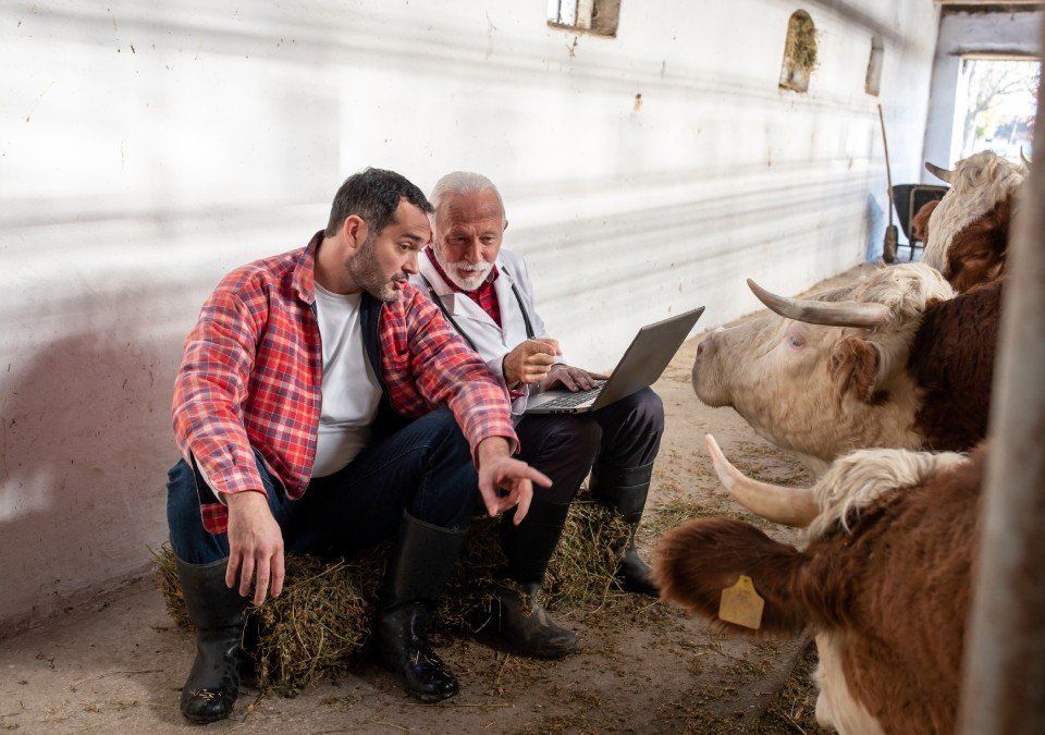 two men looking at laptop next to cows on farm