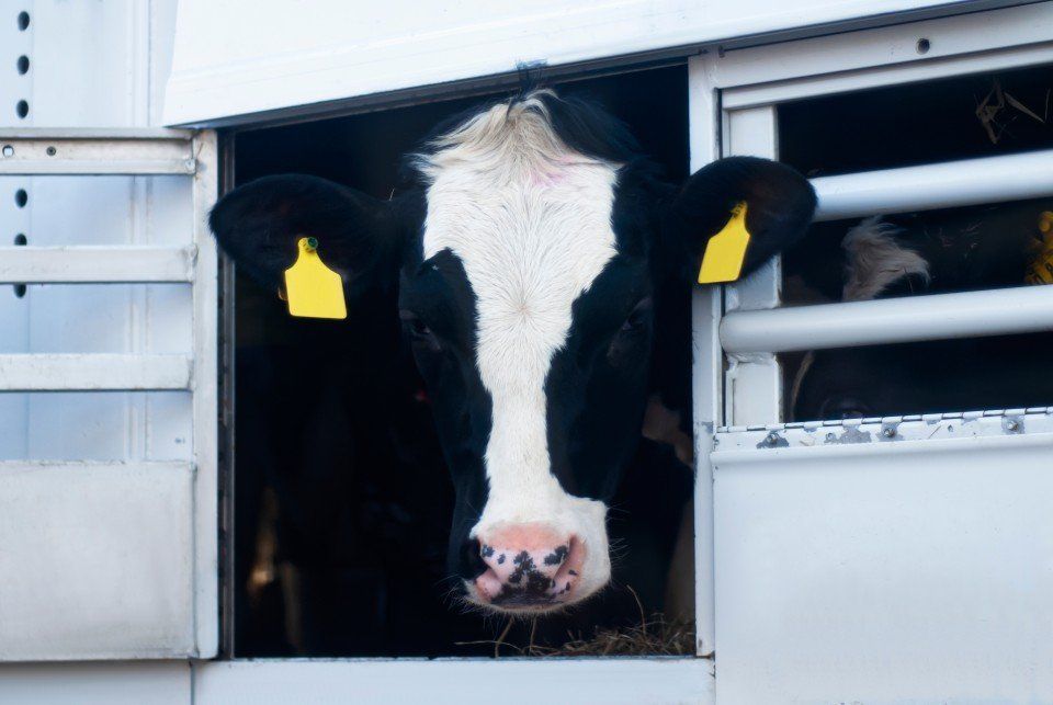 cow with tags