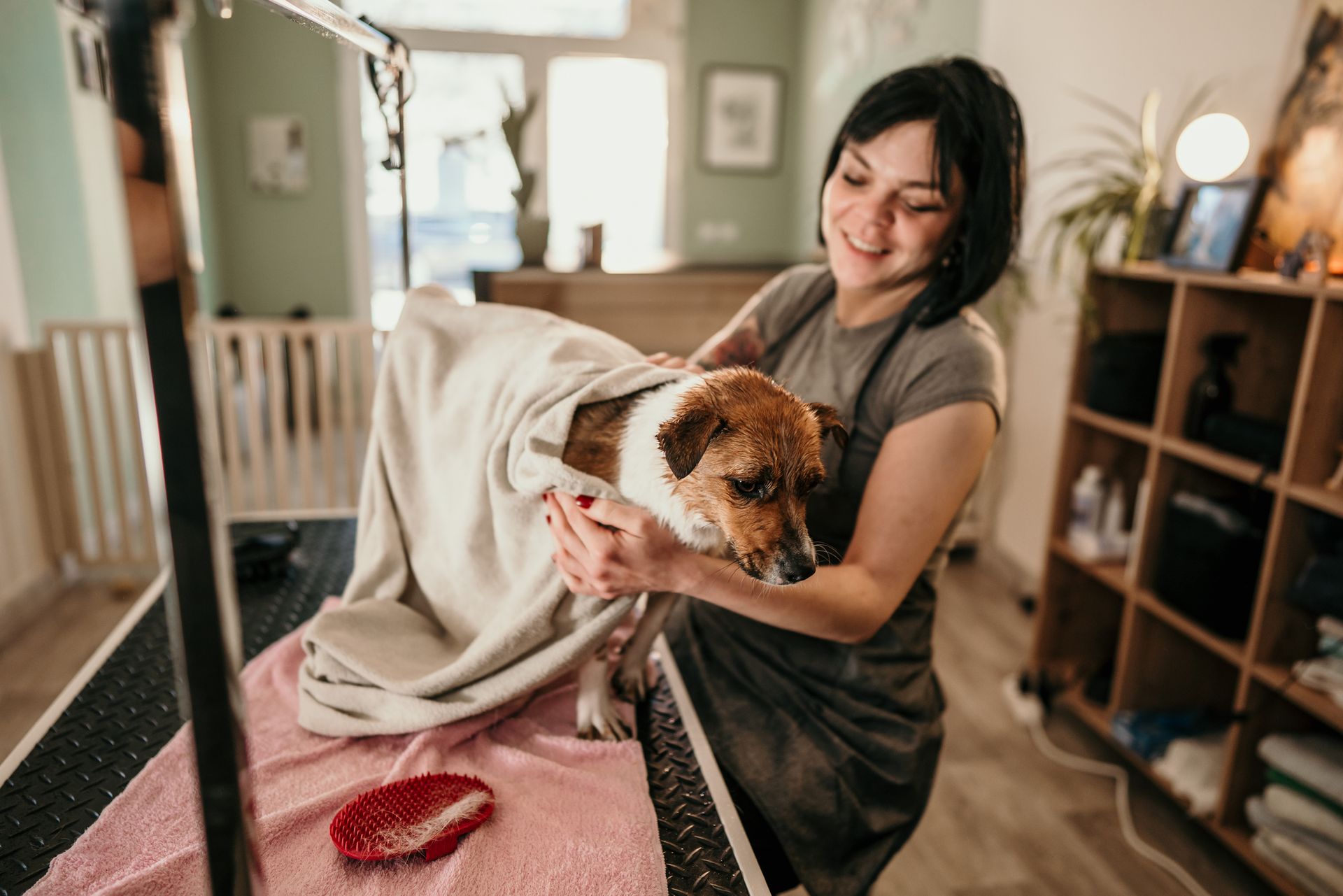 Woman drying a dog with a towel at a grooming table. Inside a pet grooming salon.
