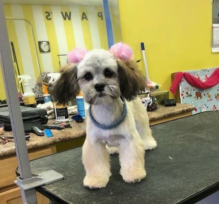 A small dog with pink hair bows stands on a grooming table, looking at the camera.