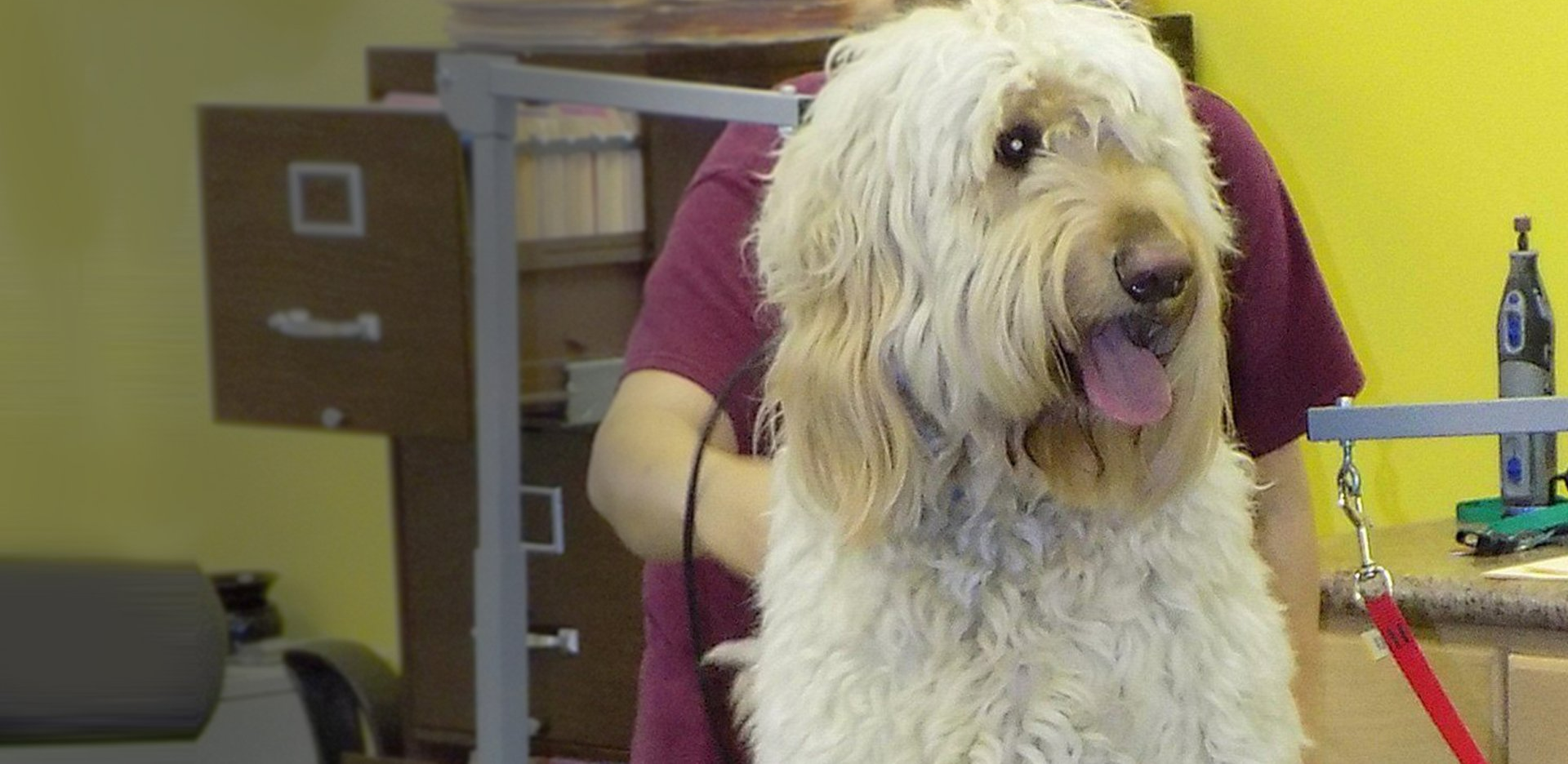 A fluffy, light-colored dog at a grooming table with its tongue out. A person in a maroon shirt is nearby.
