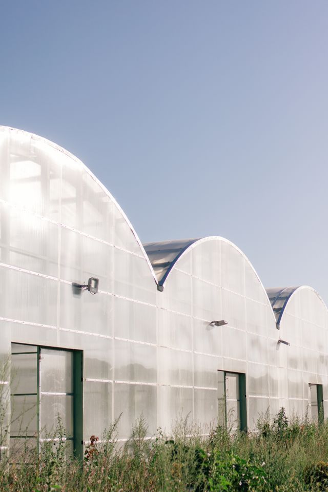 Translucent greenhouse domes with green doors under a clear sky, surrounded by tall grass