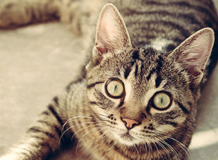 Close-up of a wide-eyed tabby cat lounging in warm sunlight