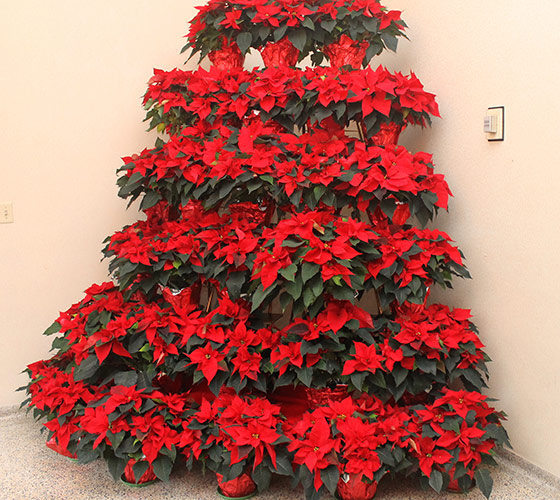Christmas tree made of red poinsettias in a corner indoors