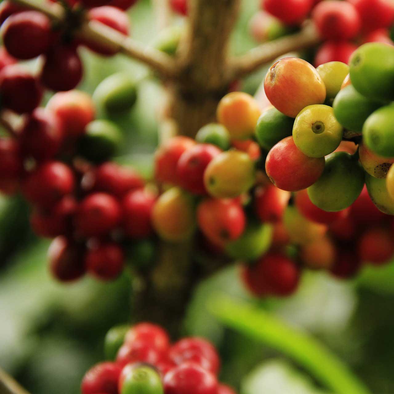 Speciality Coffee Beans