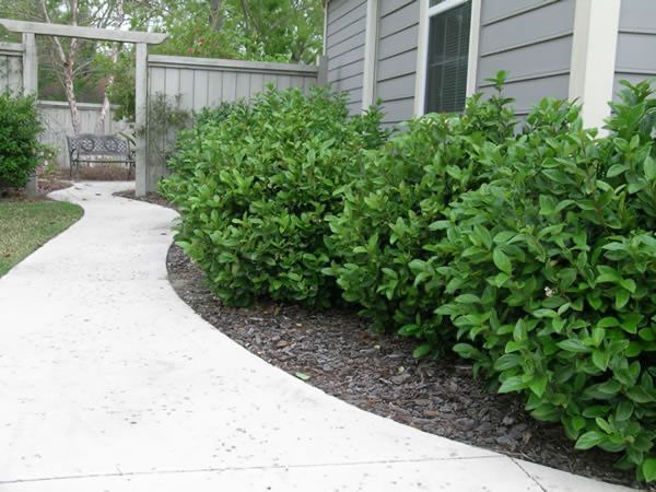 Curved white walkway beside dense green shrubs leading to a wooden gate and house exterior