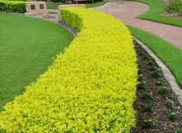 Curved yellow-green hedge bordering a garden path beside a lawn and paved walkway