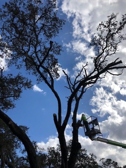 Worker in a bucket lift trimming a tall tree against a blue, partly cloudy sky