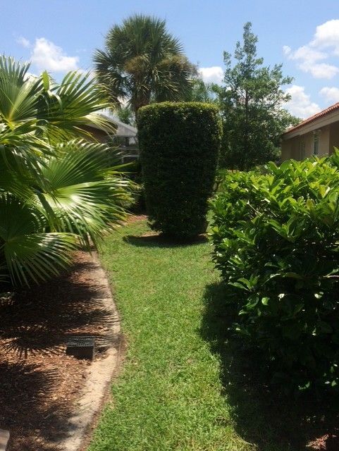 Sunny garden path with trimmed hedges and palm-like plants leading between houses Sunny garden path with trimmed hedges and palm-like plants leading between houses