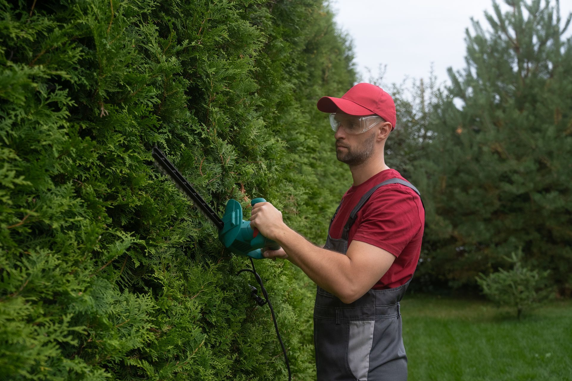 Man trimming a tall hedge with electric shears in a green garden, wearing a red cap and shirt. Man trimming a tall hedge with electric shears in a green garden, wearing a red cap and shirt.