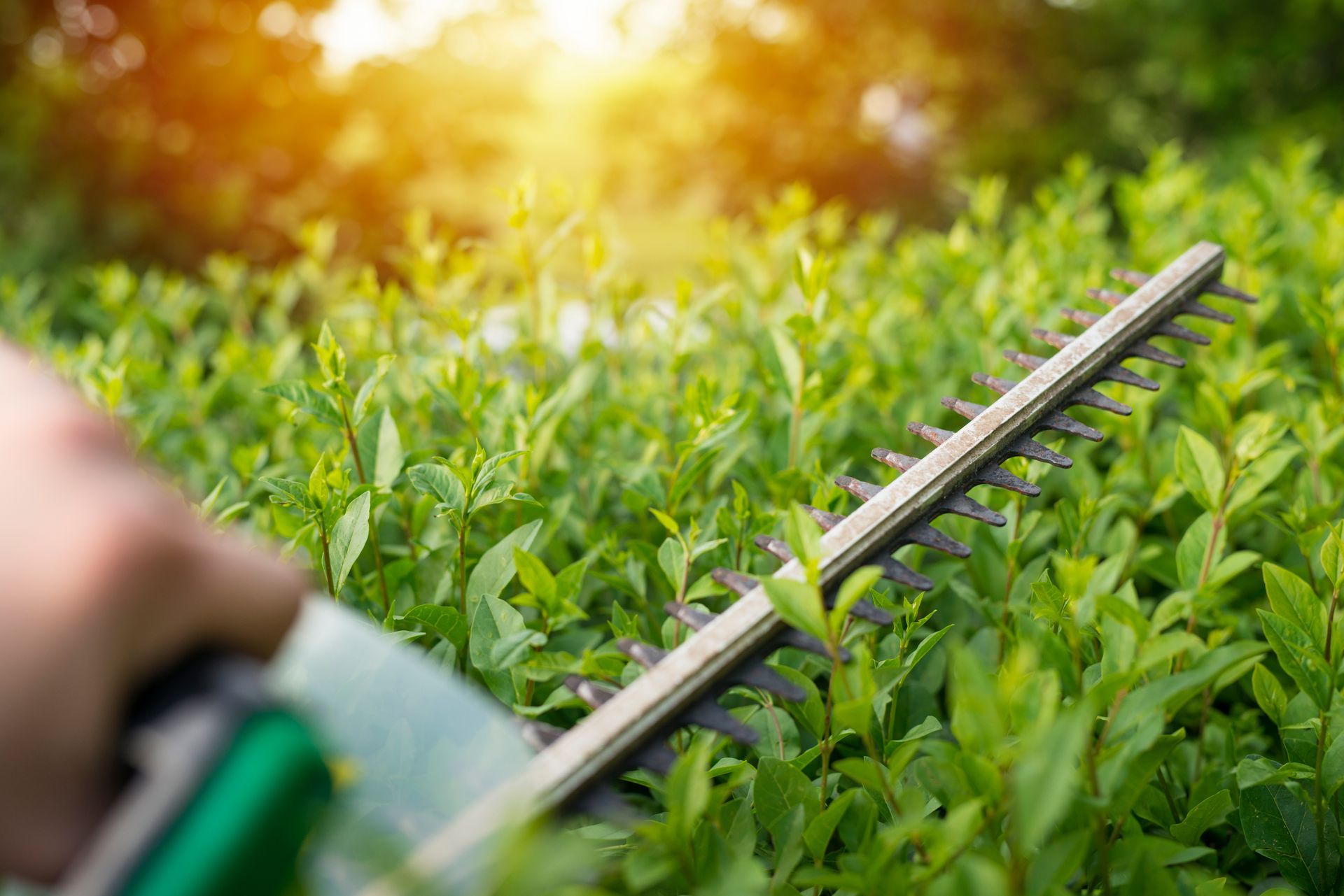 Gardening shears cutting green hedge in warm sunlight Gardening shears cutting green hedge in warm sunlight