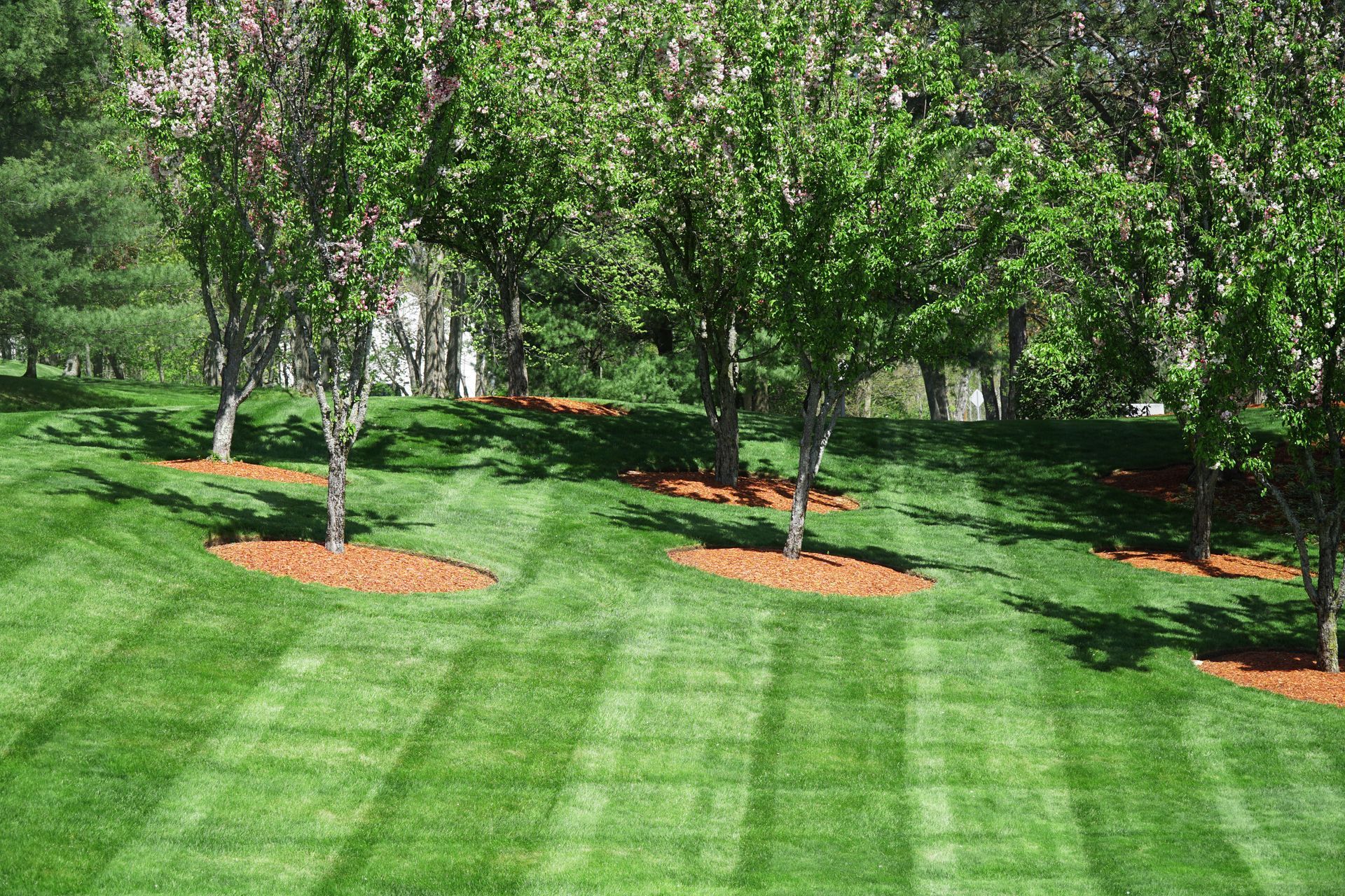 Sunlit lawn with evenly spaced trees and mulch circles, showing a landscaped park or yard. Sunlit lawn with evenly spaced trees and mulch circles, showing a landscaped park or yard.