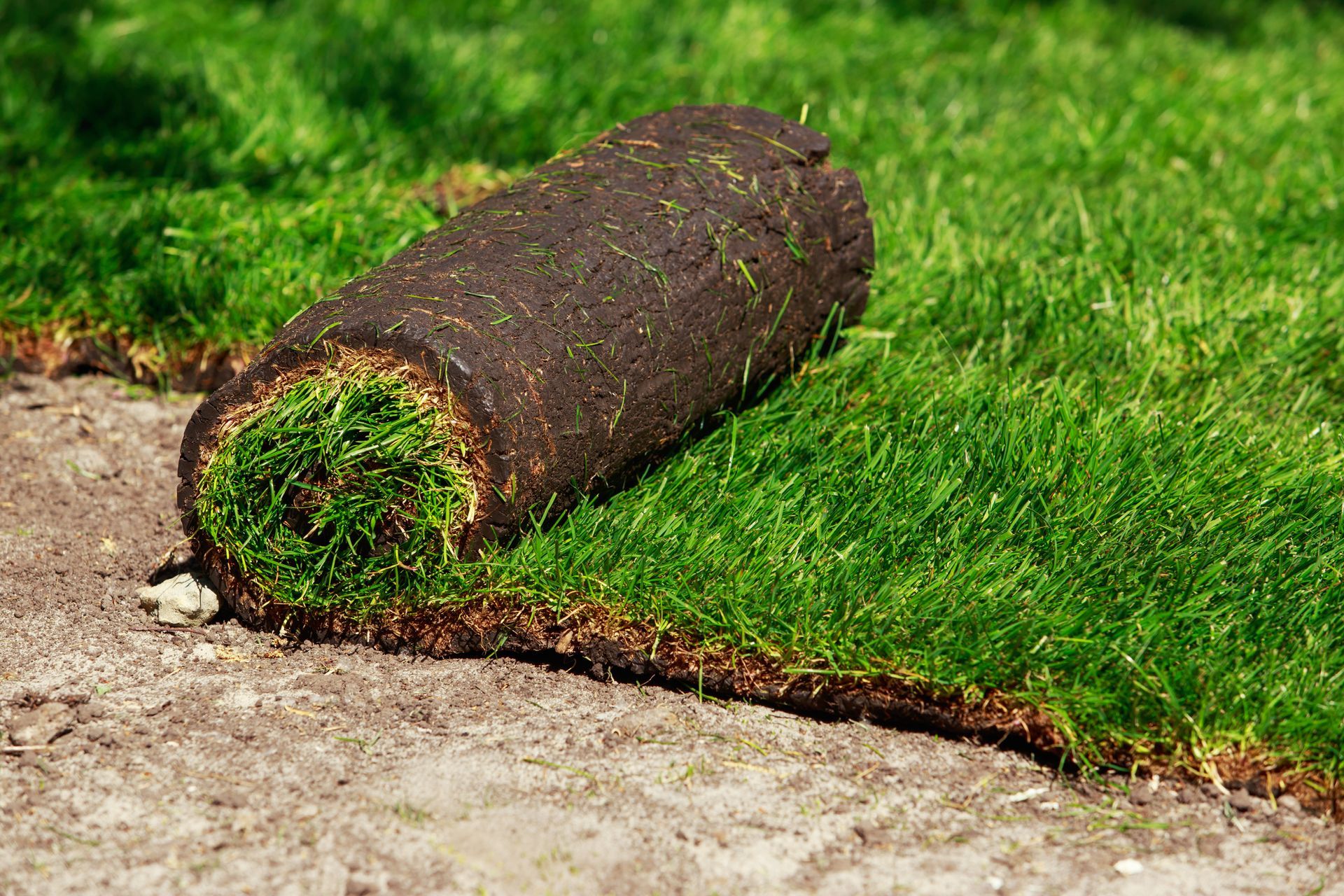 Rolled-up section of sod on a lawn beside a concrete edge, showing exposed soil underneath Rolled-up section of sod on a lawn beside a concrete edge, showing exposed soil underneath